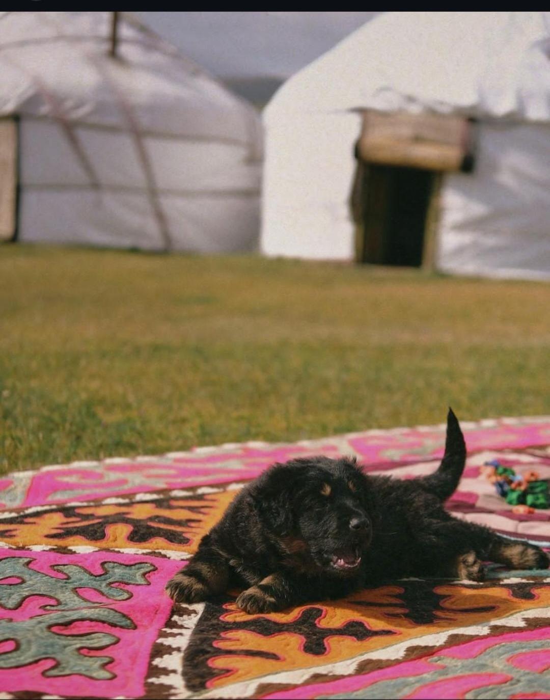 Hotel Zalkar Yurt Camp Song-Kul Zewnętrze zdjęcie